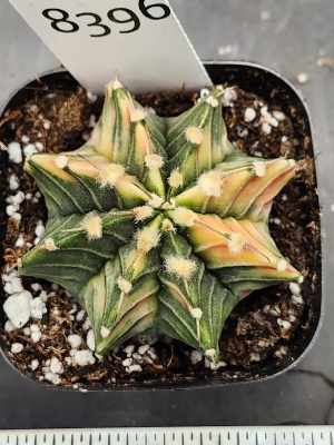Gymnocalycium Mihanovichii Varigated Cactus Green with Pale Yellow Hints #8396