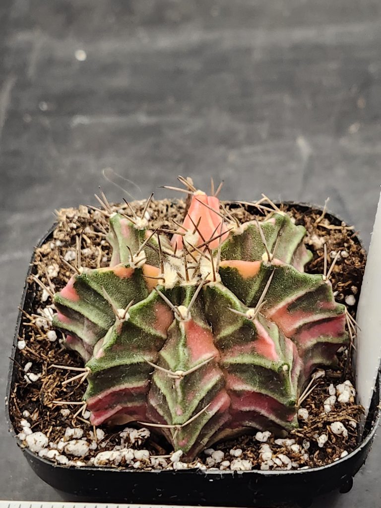 Gymnocalycium Mihanovichii Varigated Cactus Light Dull Pink and Green Mix #8397 - Image 2
