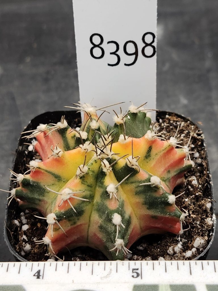 Gymnocalycium Mihanovichii Varigated Cactus Rainbows of Color :) #8398 - Image 3