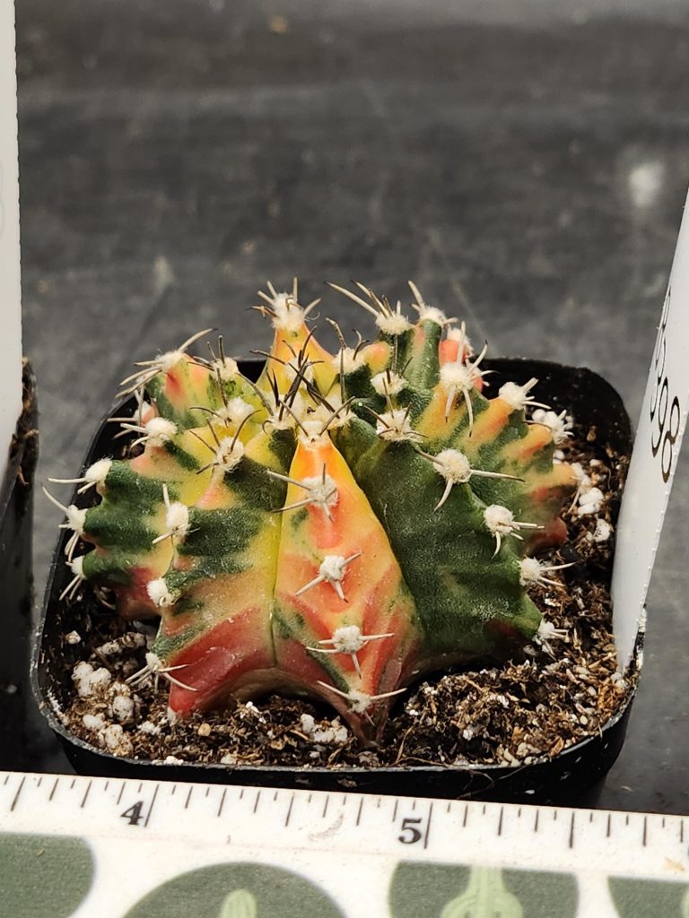 Gymnocalycium Mihanovichii Varigated Cactus Rainbows of Color :) #8398 - Image 2