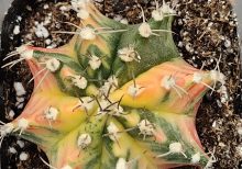 Gymnocalycium Mihanovichii Varigated Cactus Rainbows of Color :) #8398