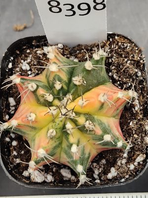 Gymnocalycium Mihanovichii Varigated Cactus Rainbows of Color :) #8398