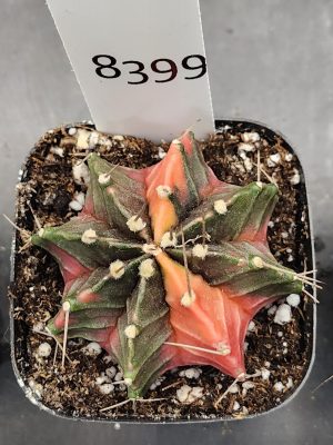 Gymnocalycium Mihanovichii Varigated Cactus Look at the Christmas Colors #8399