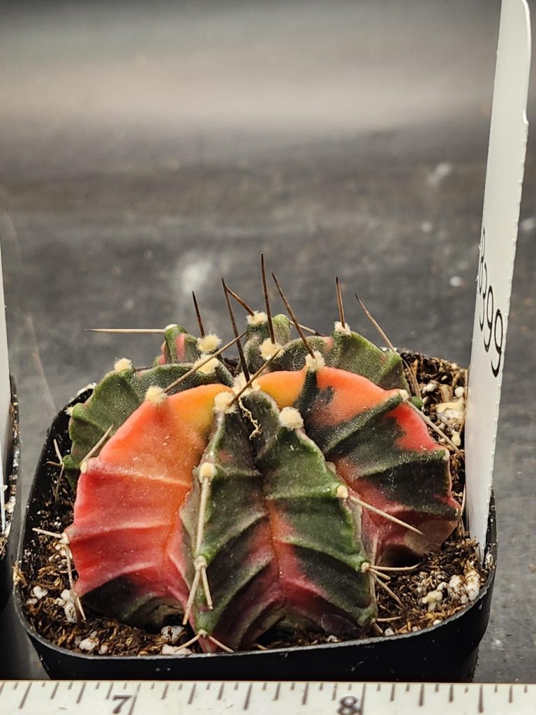 Gymnocalycium Mihanovichii Varigated Cactus Look at the Christmas Colors #8399 - Image 2