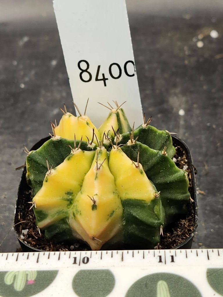 Gymnocalycium Mihanovichii Varigated Cactus Bright Yellow Over Green #8400 - Image 3