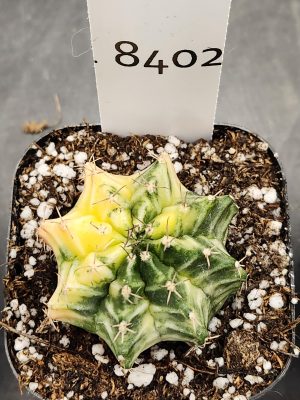 Gymnocalycium Mihanovichii Varigated Cactus Yellow Fading Green #8402
