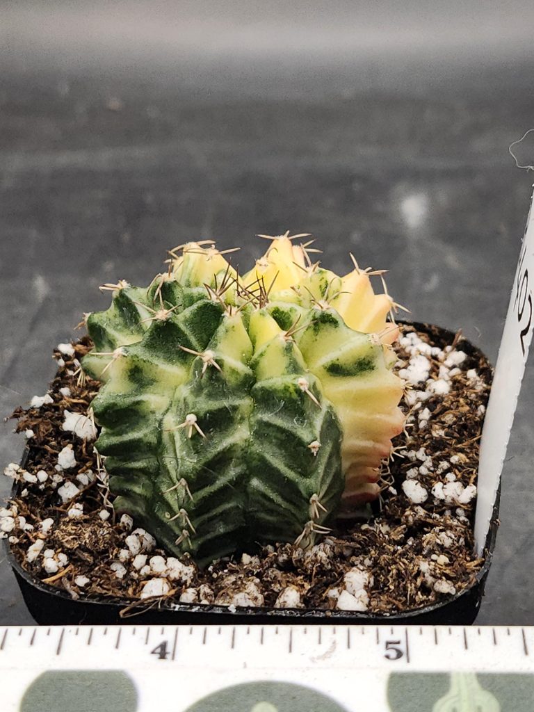 Gymnocalycium Mihanovichii Varigated Cactus Yellow Fading Green #8402 - Image 2