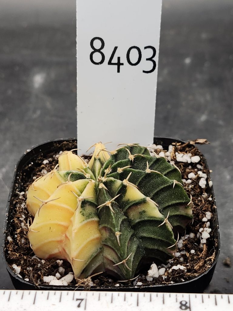 Gymnocalycium Mihanovichii Varigated Cactus Half N Half Green and Pale Yellow #8403 - Image 3