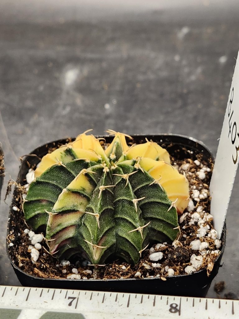 Gymnocalycium Mihanovichii Varigated Cactus Half N Half Green and Pale Yellow #8403 - Image 2
