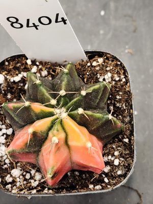Gymnocalycium Mihanovichii Varigated Cactus Peach And Deep Dark Green #8404