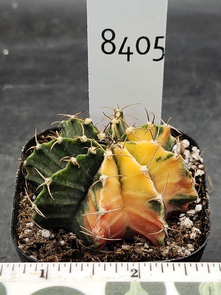 Gymnocalycium Mihanovichii Varigated Cactus Perfect Yellow with Deep Green #8405 - Image 3