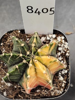 Gymnocalycium Mihanovichii Varigated Cactus Perfect Yellow with Deep Green #8405