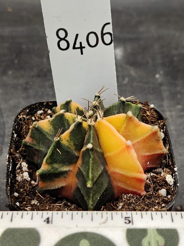 Gymnocalycium Mihanovichii Varigated Cactus Green with Two Yellow Ribs #8406 - Image 3