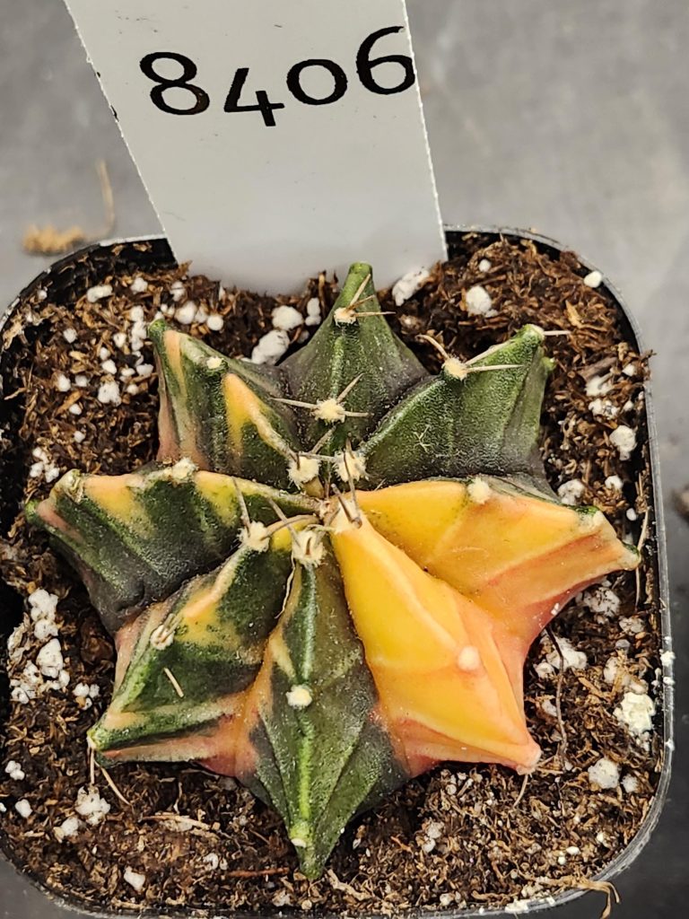 Gymnocalycium Mihanovichii Varigated Cactus Green with Two Yellow Ribs #8406