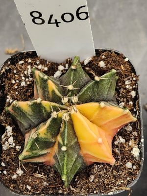 Gymnocalycium Mihanovichii Varigated Cactus Green with Two Yellow Ribs #8406