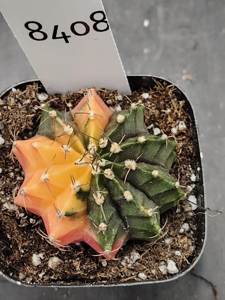Gymnocalycium Mihanovichii Varigated Cactus Orange and Green Flower Style #8408