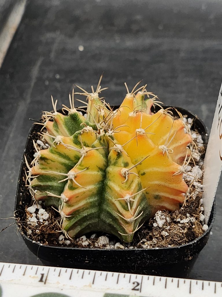 Gymnocalycium Mihanovichii Varigated Cactus Mustard Yellow With Green Splatter #8409 - Image 2
