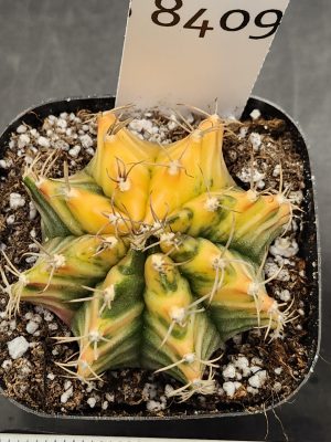 Gymnocalycium Mihanovichii Varigated Cactus Mustard Yellow With Green Splatter #8409