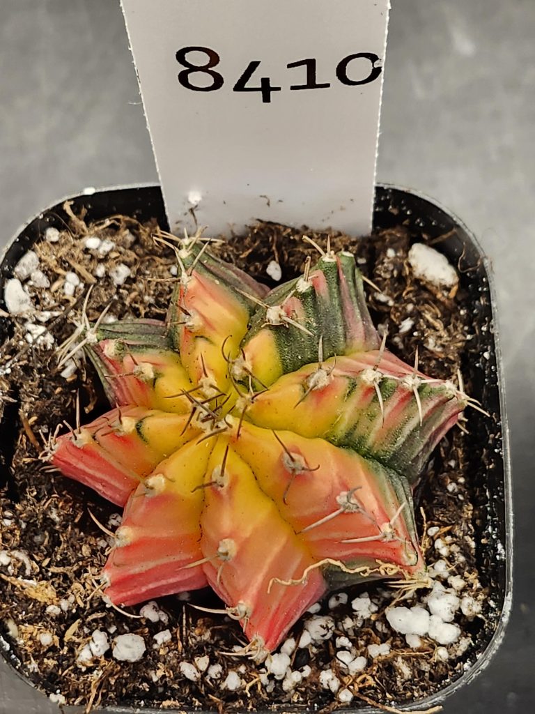 Gymnocalycium Mihanovichii Varigated Cactus She's Dull But Colorful #8410
