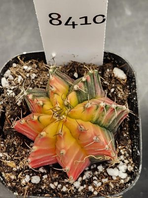 Gymnocalycium Mihanovichii Varigated Cactus She's Dull But Colorful #8410