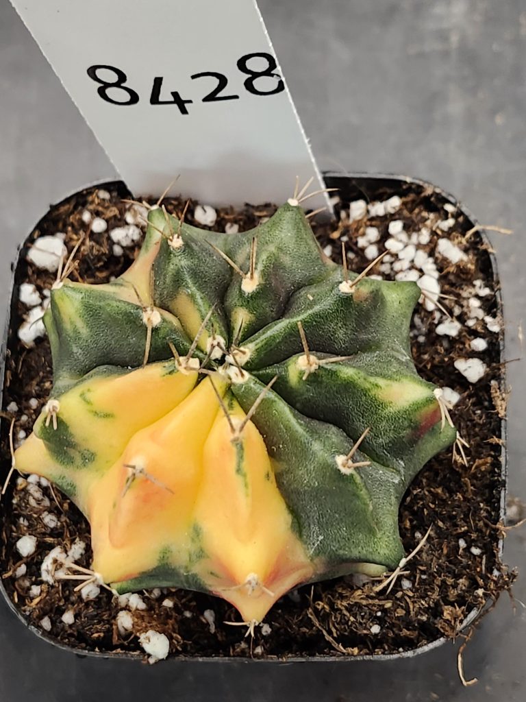 Gymnocalycium Mihanovichii Varigated Cactus Smooth Green and Yellow Pie Slice #8428