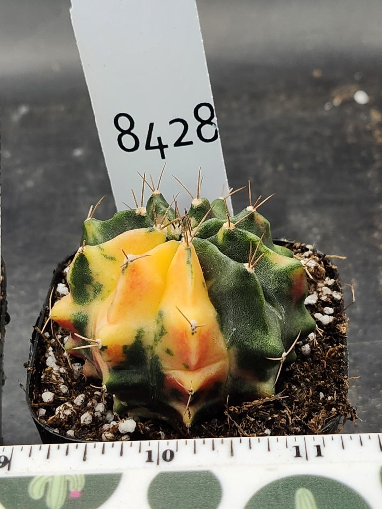 Gymnocalycium Mihanovichii Varigated Cactus Smooth Green and Yellow Pie Slice #8428 - Image 3
