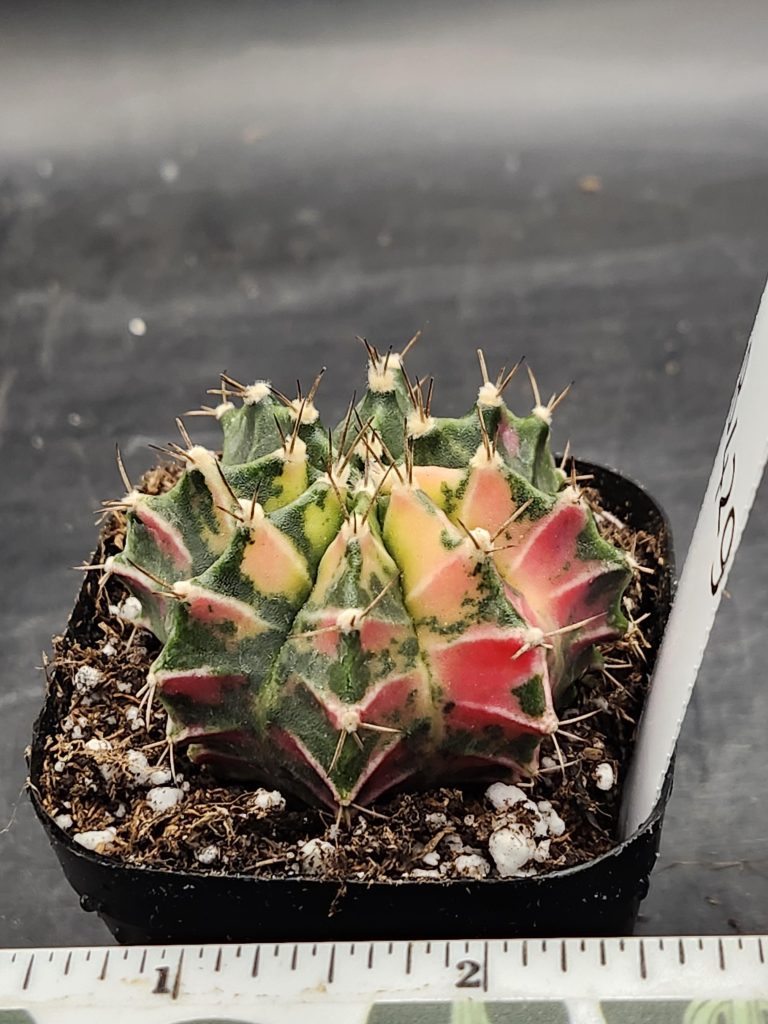 Gymnocalycium Mihanovichii Varigated Cactus Green Base with Yellow and Pink Spots #8429 - Image 2