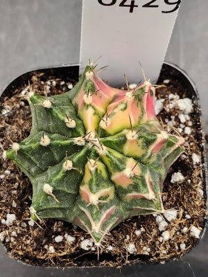Gymnocalycium Mihanovichii Varigated Cactus Green Base with Yellow and Pink Spots #8429