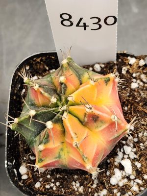 Gymnocalycium Mihanovichii Varigated Cactus Smooth Ripe Canteloupe #8430