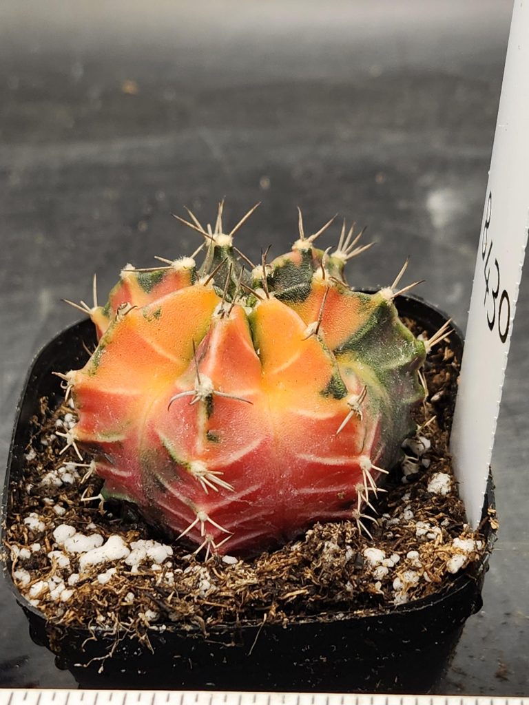 Gymnocalycium Mihanovichii Varigated Cactus Smooth Ripe Canteloupe #8430 - Image 2