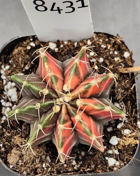 Gymnocalycium Mihanovichii Varigated Cactus Decorated Christmas Tree #8431