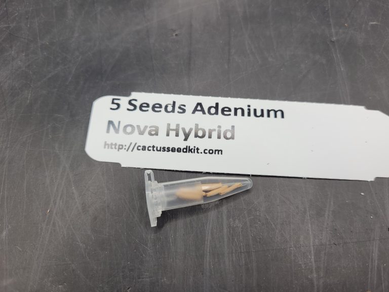 Set of 5 Adenium Nova Hybrid Seeds – Exotic Desert Rose for Your Collection