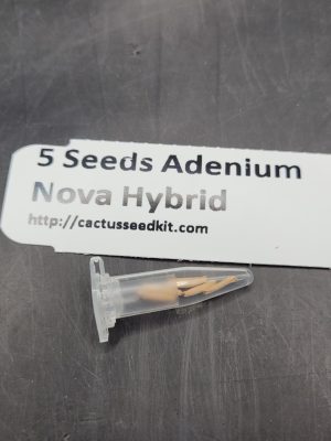 Set of 5 Adenium Nova Hybrid Seeds – Exotic Desert Rose for Your Collection