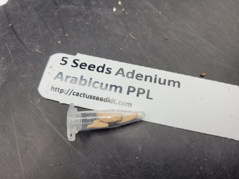 Set of 5 Adenium Arabicum PPL Seeds – Rare Desert Rose Seeds for Collectors