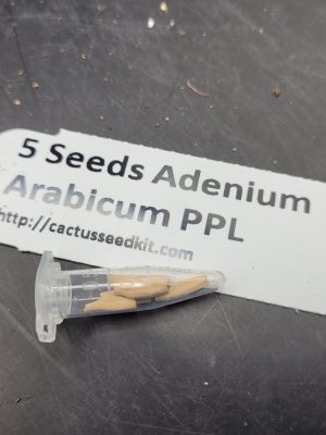 Set of 5 Adenium Arabicum PPL Seeds – Rare Desert Rose Seeds for Collectors