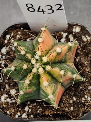 Gymnocalycium Mihanovichii Variegated Cactus Half Green Half Orange with Green Splotching #8432 in 2.75" Pot