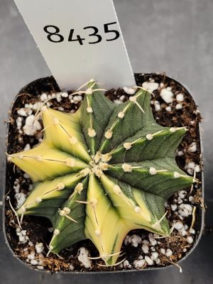 Gymnocalycium Mihanovichii Variegated Cactus Lemon Lime Sweet Treat #8435 in 2.75" Pot