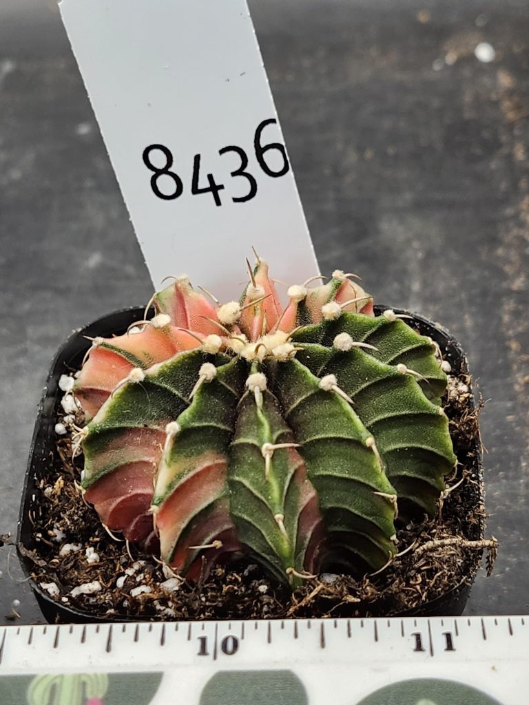 Gymnocalycium Mihanovichii Variegated Cactus Pink Flower Garden #8436 in 2.75" Pot - Image 3