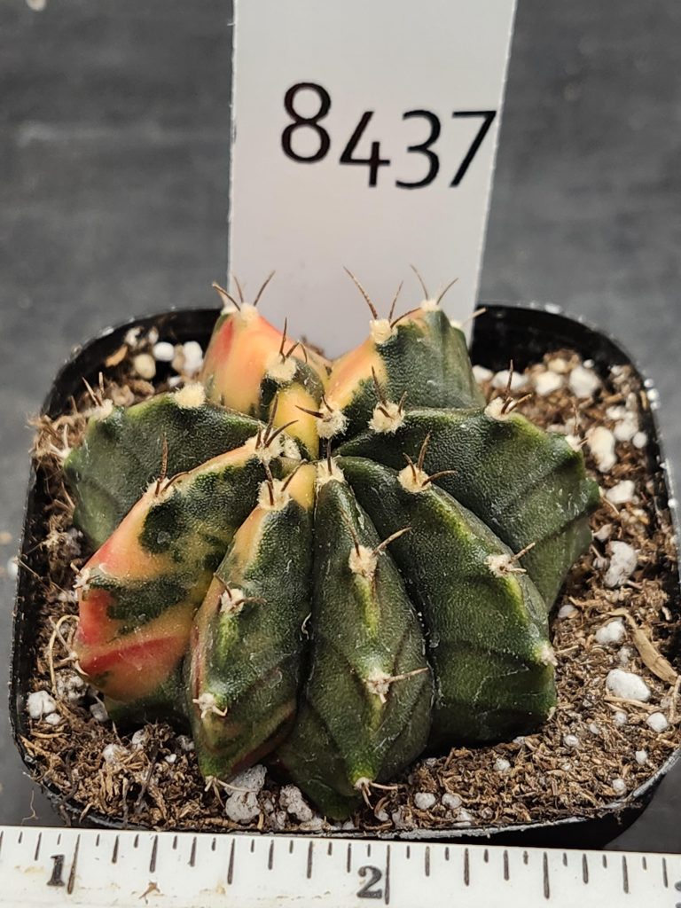 Gymnocalycium Mihanovichii Variegated Cactus Perfect Round Deep Green #8437 in 2.75" Pot - Image 3