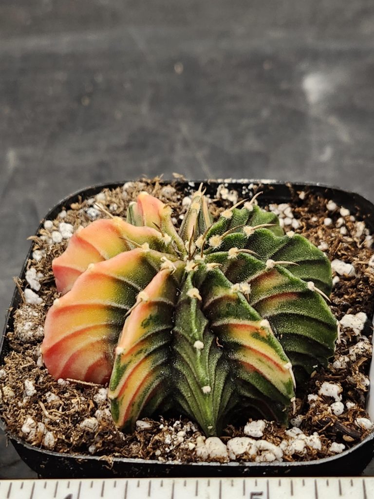 Gymnocalycium Mihanovichii Variegated Cactus Green and Orange with Hot Pink Cheverons #8438 in 2.75" Pot - Image 2