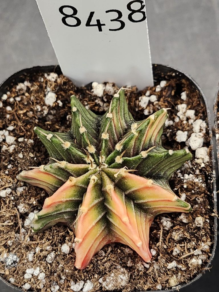 Gymnocalycium Mihanovichii Variegated Cactus Green and Orange with Hot Pink Cheverons #8438 in 2.75" Pot