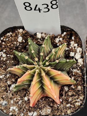 Gymnocalycium Mihanovichii Variegated Cactus Green and Orange with Hot Pink Cheverons #8438 in 2.75" Pot