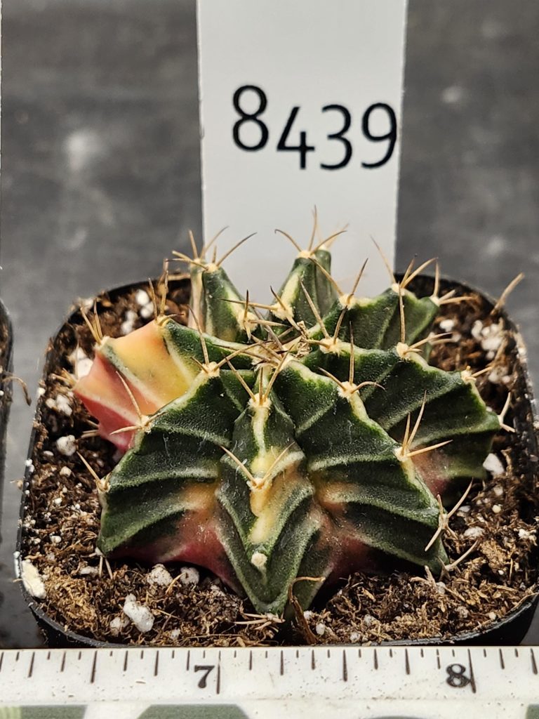 Gymnocalycium Mihanovichii Variegated Cactus Gorgeous North Star Top View #8439 in 2.75" Pot - Image 3