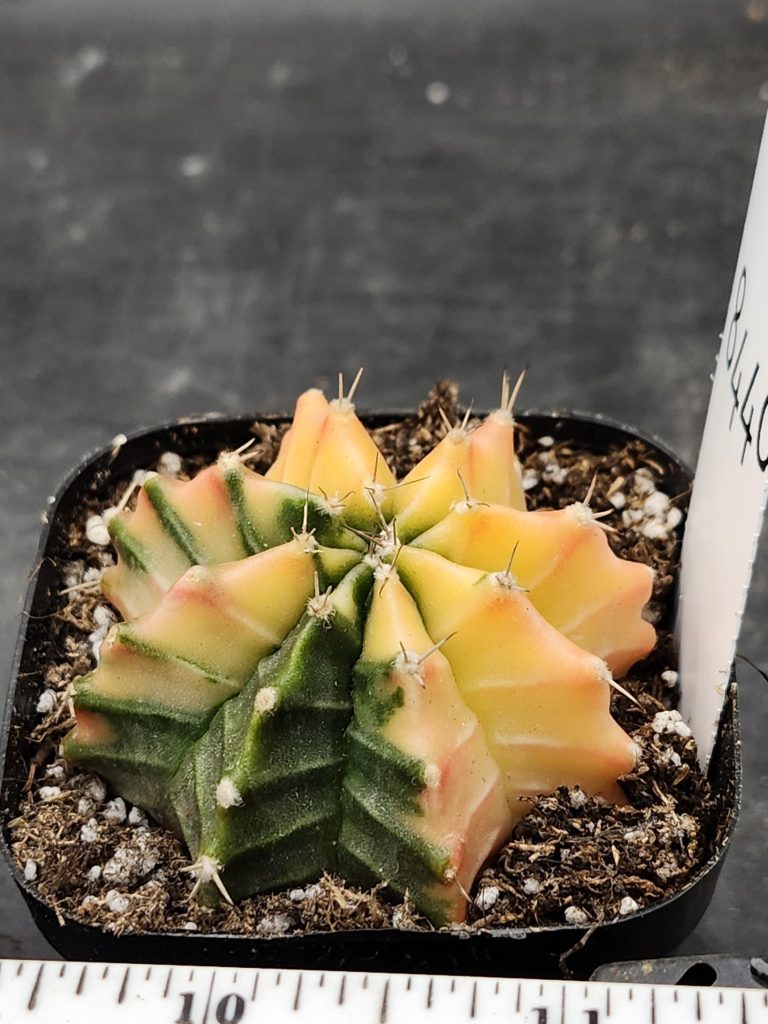 Gymnocalycium Mihanovichii Variegated Cactus Yellow Overpower of Joy #8440 in 2.75" Pot - Image 2