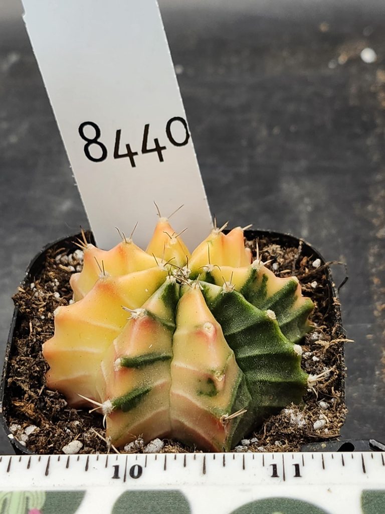 Gymnocalycium Mihanovichii Variegated Cactus Yellow Overpower of Joy #8440 in 2.75" Pot - Image 3