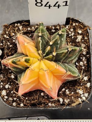 Gymnocalycium Mihanovichii Variegated Cactus Bright Tangeringe #8441 in 2.75" Pot