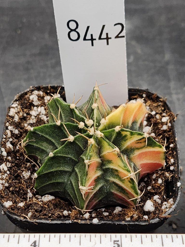 Gymnocalycium Mihanovichii Variegated Cactus Beautiful Colorful Pattern #8442 in 2.75" Pot - Image 3