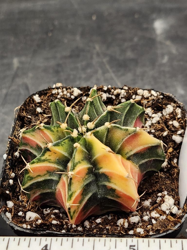 Gymnocalycium Mihanovichii Variegated Cactus Beautiful Colorful Pattern #8442 in 2.75" Pot - Image 2