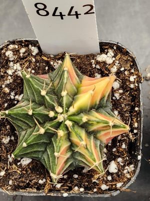 Gymnocalycium Mihanovichii Variegated Cactus Beautiful Colorful Pattern #8442 in 2.75" Pot