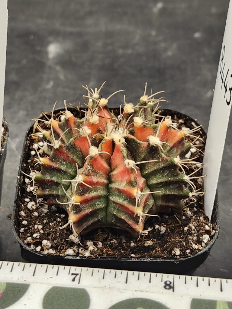 Gymnocalycium Mihanovichii Variegated Cactus Faded Christmas Colors #8443 in 2.75" Pot - Image 2